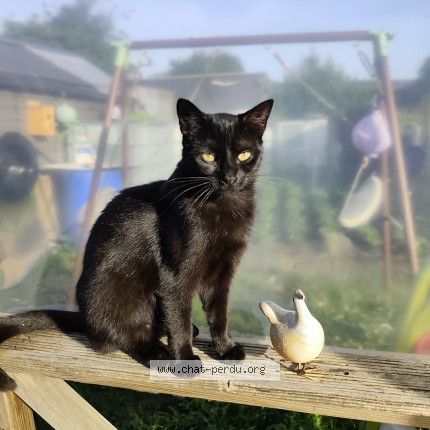 Photo 1/1 Baguera Chat perdu à Tourcoing