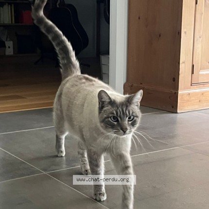Photo de chat retrouvé à Labenne