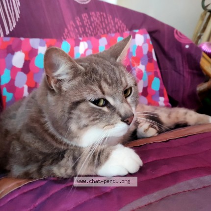 Photo de chat perdu à Bournezeau