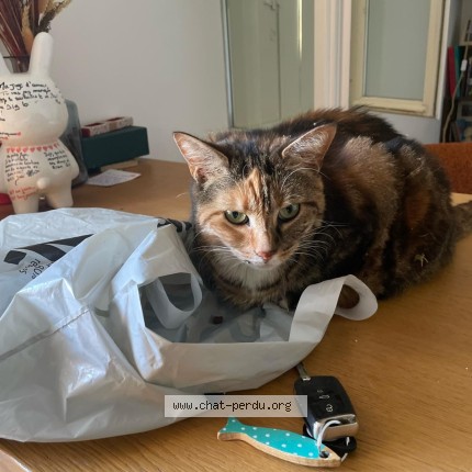 Photo 1/1 Nala Chat perdu à Orleans