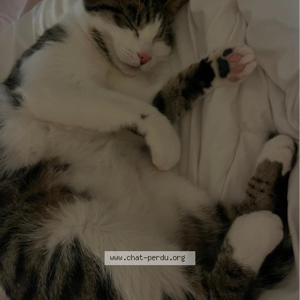 Photo 1/1 Alter Chat perdu à Poussan