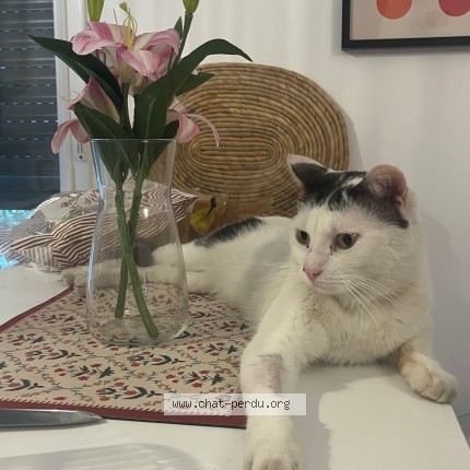 Photo 1/1 Chat retrouvé Perdu à Juvisy Sur Orge