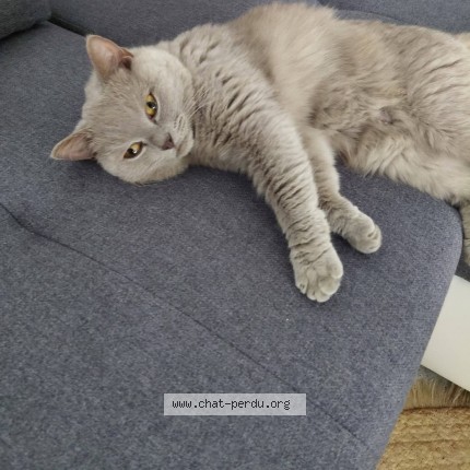 Photo 1/1 Chat retrouvé Perdu à Les Sables D Olonne
