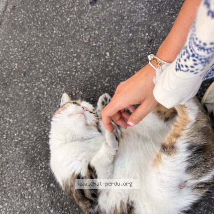 Photo de chat trouvé à Anzin