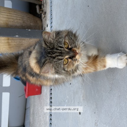 Photo 1/1 canelle Chat perdu à Cebazan