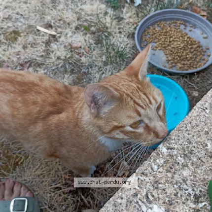 Photo de chat trouvé à Pezenas