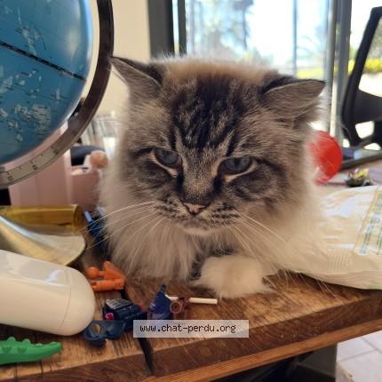 Photo de chat perdu à Sausset Les Pins