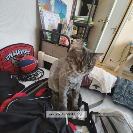 Photo 1/1 Asya Chat perdu à Concarneau