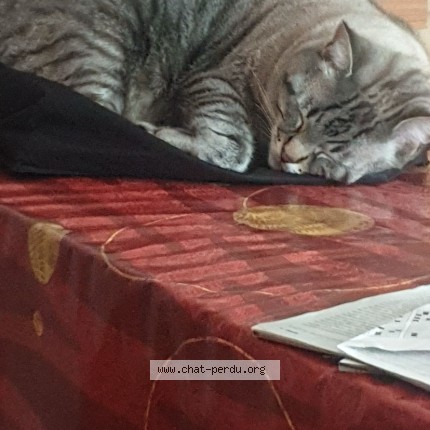Photo de chat perdu à Allaire