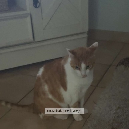 Photo 1/1 Chat retrouvé Perdu à Orange