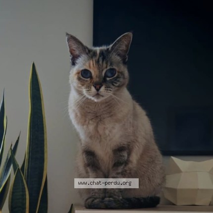 Photo de chat perdu à Ferrieres En Brie