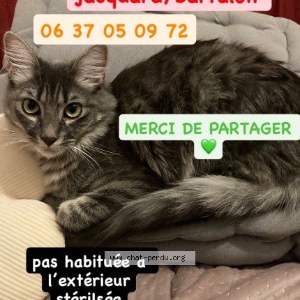 Photo de chat perdu à Saint Etienne