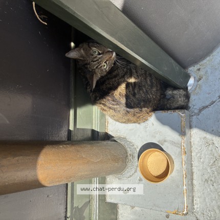 Photo de chat trouvé à Paris
