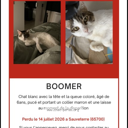 Photo de chat perdu à Sauveterre