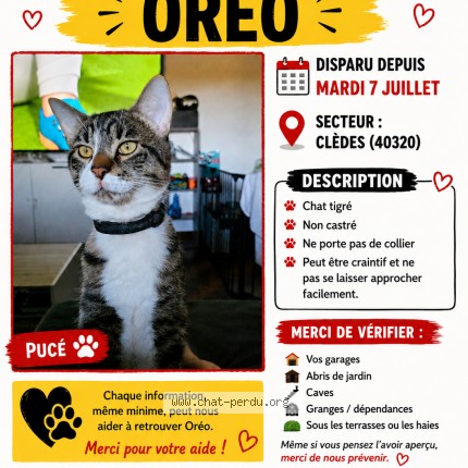 Photo de chat perdu à Cledes