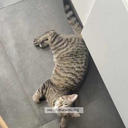 Photo 1/1 pirouette Chat perdu à Waremme