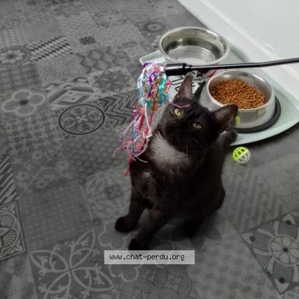 Photo de chat perdu à Serres Castets