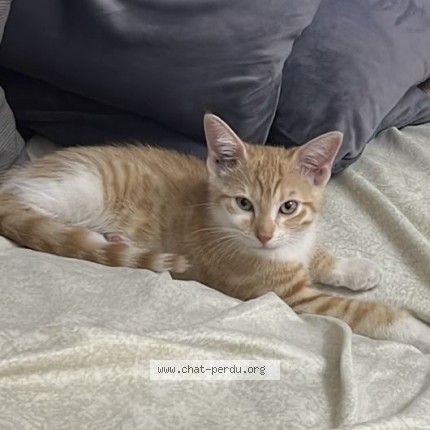 Photo de chat perdu à Franconville