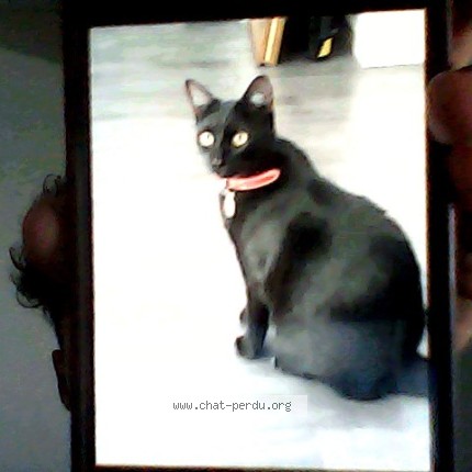 Photo de chat perdu à Vertou