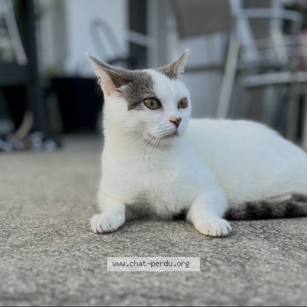 Photo de chat perdu à Marcollin