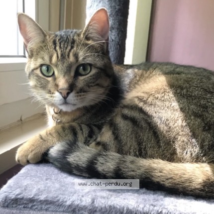 Photo de chat perdu à Vandoeuvre Les Nancy