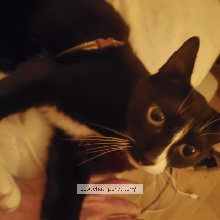 Photo de chat perdu à Bordeaux