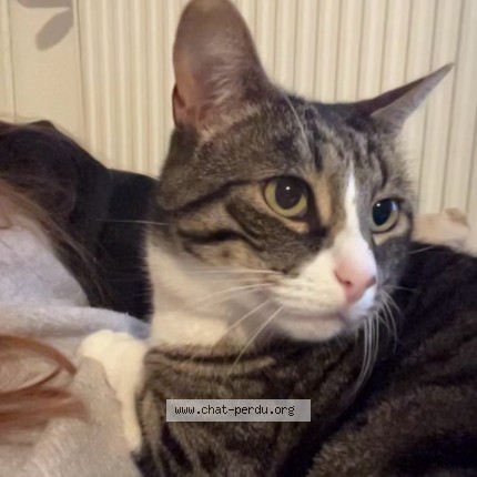 Photo 1/1 Zouzou Chat perdu à Breuches