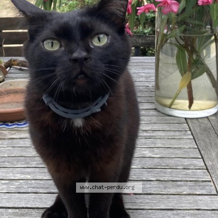 Photo de chat perdu à L Aiguillon Sur Vie