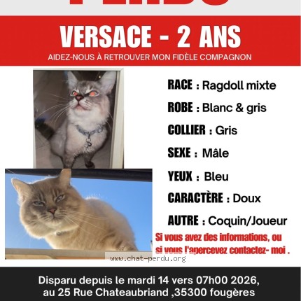 Photo 1/1 versace Chat perdu à Fougeres