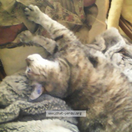 Photo de chat retrouvé à La Roche Sur Yon