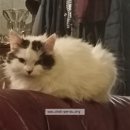 Photo de chat perdu à Mamers