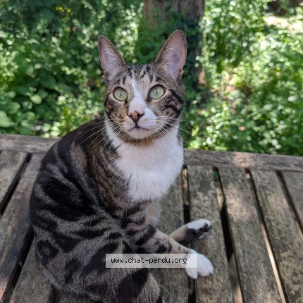 Photo 1/1 Keo Chat perdu à Ixelles