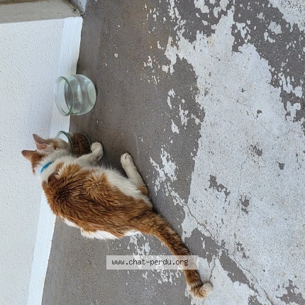 Photo 1/1 Chat trouvé Trouvé à Avignon