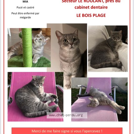 Photo de chat perdu à Le Bois Plage En Re