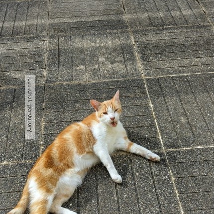 Photo 1/2 Chat trouvé Trouvé à Quimper