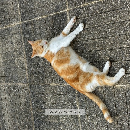 Photo 2/2 Chat trouvé Trouvé à Quimper