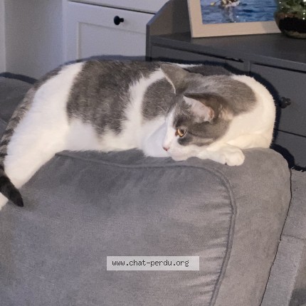 Photo de chat perdu à Arleux En Gohelle