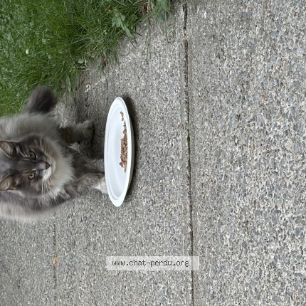 Photo 1/1 Chat trouvé Trouvé à Montreal