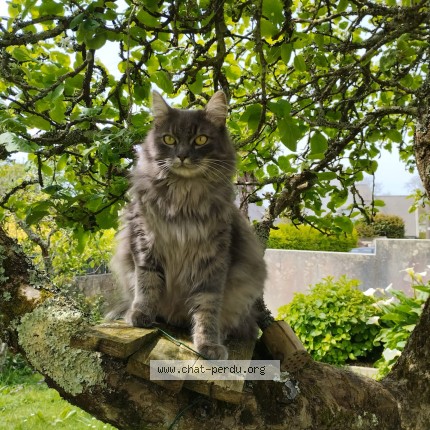 Photo de chat perdu à Brest