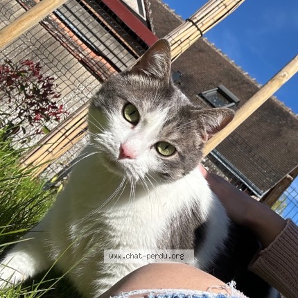 Photo de chat perdu à Olivet