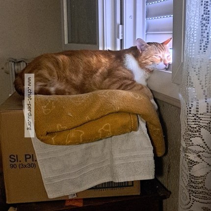 Photo de chat perdu à Evreux