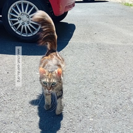 Photo 1/1 Chat trouvé Trouvé à Magnac Laval