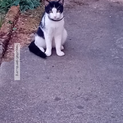 Photo 1/1 Chat trouvé Trouvé à Magnac Laval