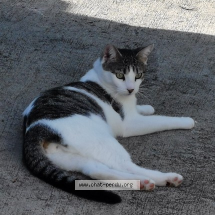 Photo 3/4 Chat retrouvé Perdu à Cul De Sac