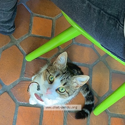 Photo de chat perdu à Sarre Union