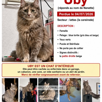 Photo de chat perdu à Lattes