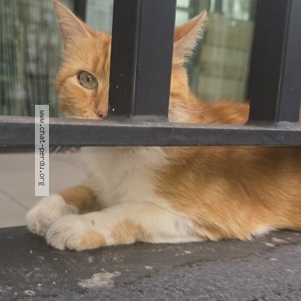 Photo 1/1 Chat trouvé Trouvé à Rennes