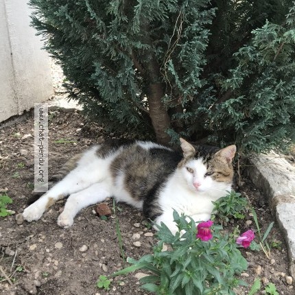 Photo de chat trouvé à Chamblanc