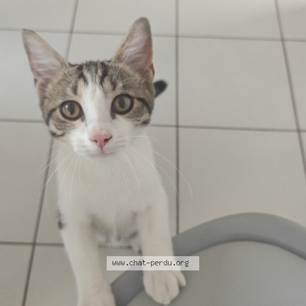 Photo de chat trouvé à Poitiers