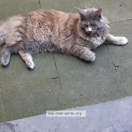Photo 1/1 orphée Chat perdu à Fleurus